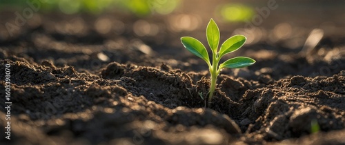 Green plant seedling growing out of the soil towards the sunlight
