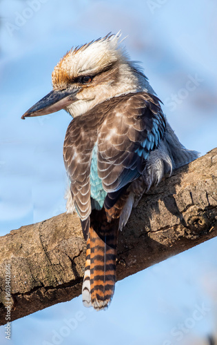 Foto Blue winged kookaburra in outback New South Wales.