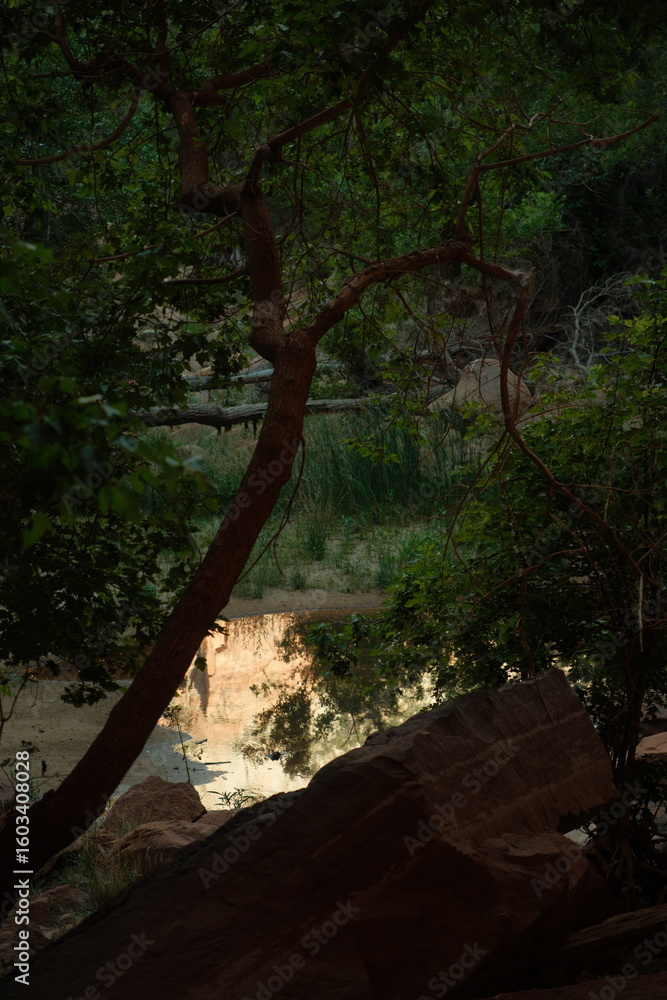 Fototapeta premium Beautiful reflective water at emerald pools hike zion national park utah during sunset golden hour