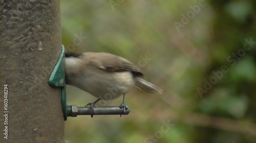 Marsh Tits (Poecile palustris) on a Seed Feeder