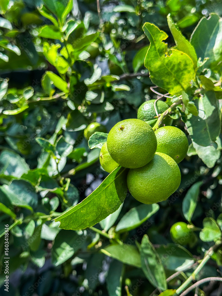 The lemon tree produces a pointed oval yellow fruit. Botanically this is a hesperidium, a modified berry with a tough, leathery rind. The rind is divided into an outer colored layer or zest, which is The lemon tree produces a pointed oval yellow fruit. Botanically this is a hesperidium, a modified berry with a tough, leathery rind. The rind is divided into an outer colored layer or zest, which is