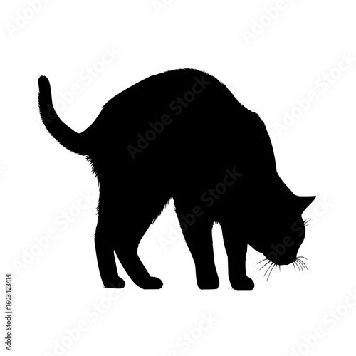 Silhouette of a cat with its head down sniffing something on the ground in a curious posture shown here
