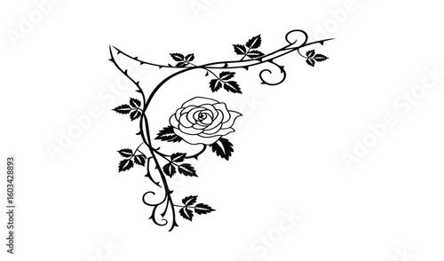 Elegant black and white rose vine with thorns and leaves flourish design element