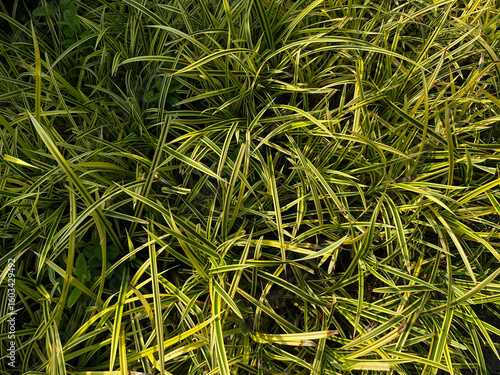 Banana boat sedge, yellowish color leaves of Carex siderosticta, ornamental grass at garden