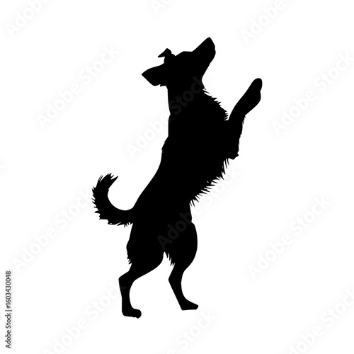 Silhouette of a dog standing on hind legs