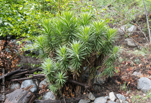 Εκτύπωση καμβά Poisonous Poodle Dog Bush with fresh spring growth near Chantry Flats in the San Gabriel Mountains of Los Angeles