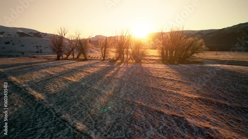 Winter trees in a snowy field at sunset.