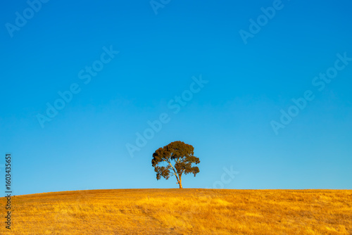 lonely tree in the field