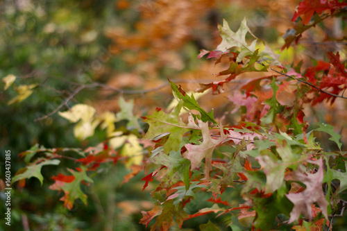 close up of autumn leaves from green to red and brown colors