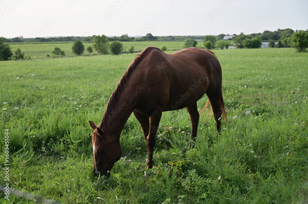 Obraz premium Brown Horse