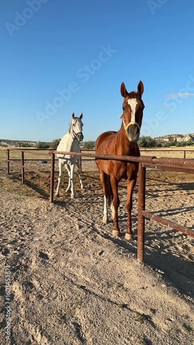 Horses sandy corral. horses of cappadocia 