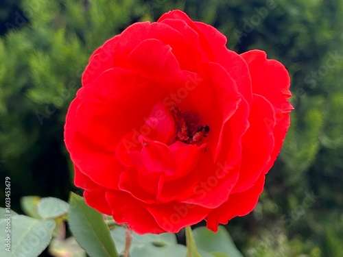red poppies in the garden
