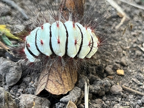 close up of a rope on a tree