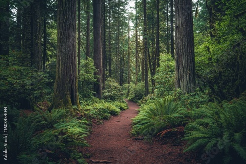 Greens of the Pacific Northwest found on a forest hiking trail