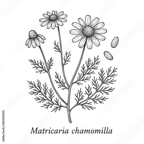 Detailed Botanical Illustration of Matricaria chamomilla Plant with Flowers and Leaves