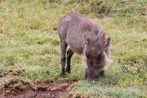 A warthog baby in the Ngorongoro crater