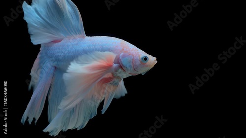 siamese fighting fish isolated on black