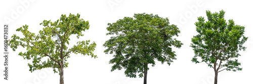 Obraz na plátně Set of green tree isolated on transparent background, PNG Format