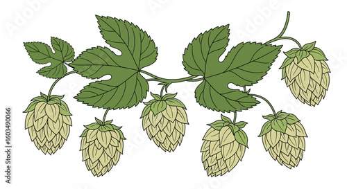 Stylized hop plant illustration with detailed leaves and cone-shaped flowers, ideal for brewing concepts and seasonal designs