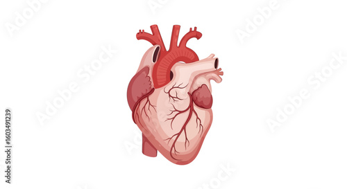 Anatomical Heart Illustration: Detailed Vascular System and Cardiology Study Depiction