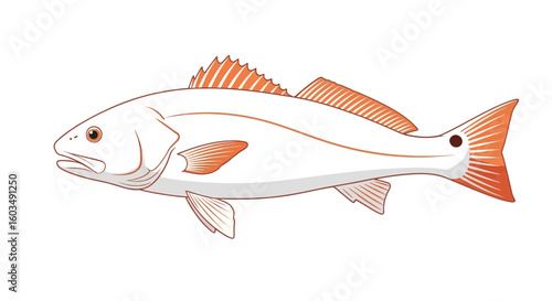 Detailed depiction of a redfish, showcasing its unique features and graceful silhouette, rendered in a refined illustration style