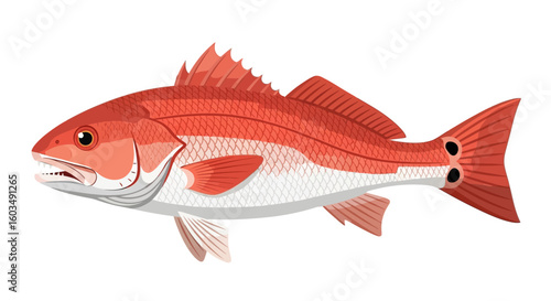 Stylized Illustration of a Redfish Specimen: A Vibrant Aquatic Representation