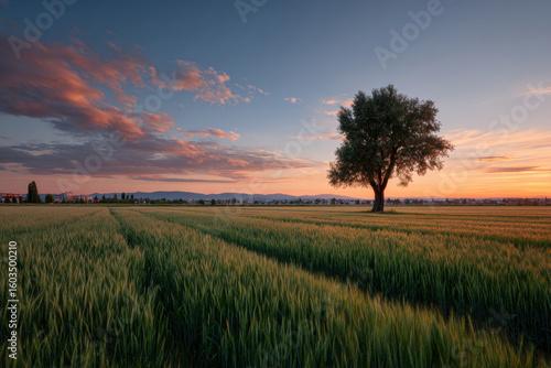 breathtaking summer landscape featuring ultrabright sunset over field showcasing lone tree standing majestically