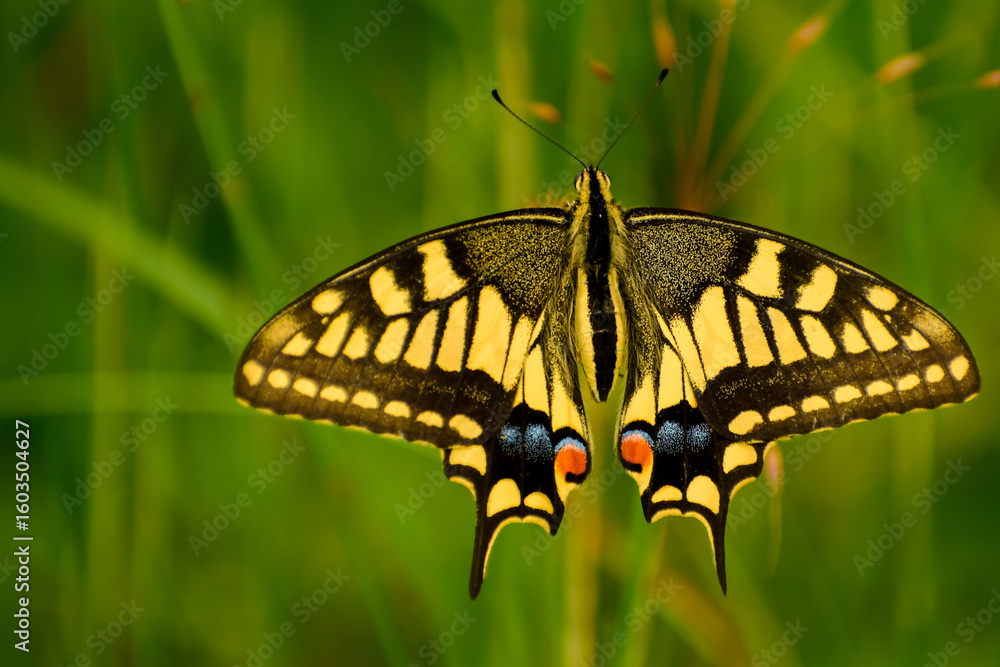 Naklejka premium A closeup photograph of a vibrant common yellow swallowtail butterfly (Papilio machaon) spreading its wings on lush green grass during the monsoon season.