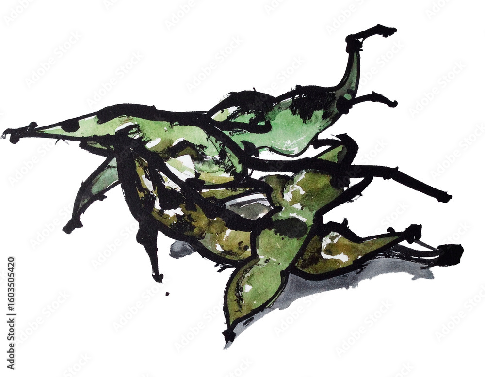 Fototapeta premium Illustration of edamame beans drawn with a brush. Interesting. Handwritten style. Summer vegetables. Seasonal. Izakaya.