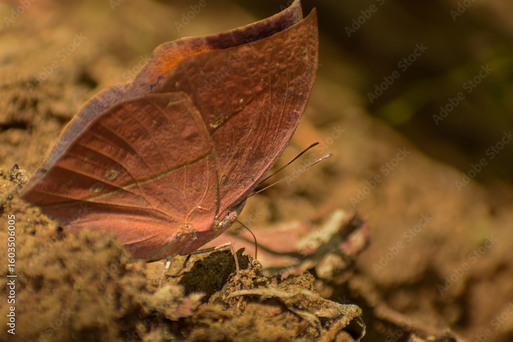 Obraz premium A close look at a dead leaf butterfly (Kallima inachus) camouflaging as it puddles on sunlit forest soil during summer.
