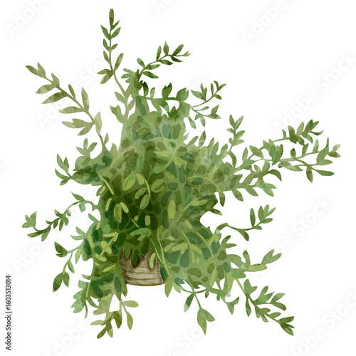Watercolor illustration of green fern in a pot. Decorative bush illustration isolated on white background. For flower shops, printing on postcards, greeting cards, business cards, etc.