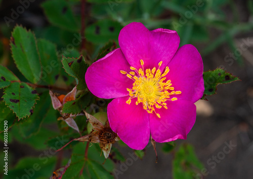 Pink wild rose flower in the forest