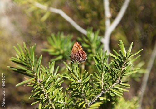 Western Pine Elfin (Callophrys eryphon) butterfly in Beartooth Mountains, Montana
