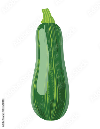 Fresh Common Zucchini Healthy Vegetable - Vector Illustration