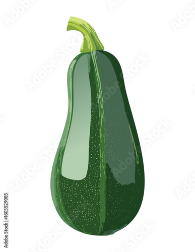 Zucchini Profile View Healthy Vegetable - Vector Illustration