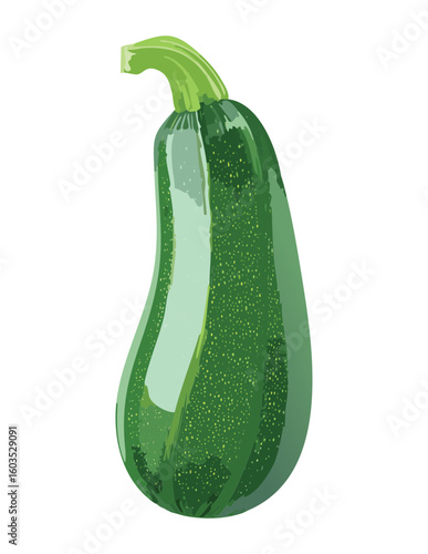 Healthy Green Zucchini Cooking Ingredient - Vector Illustration
