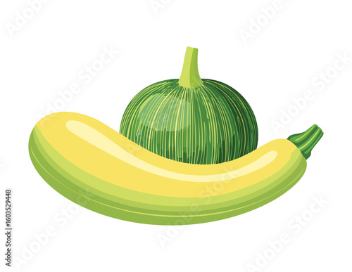 Green Round Squash Zucchini Natural Produce - Vector Illustration