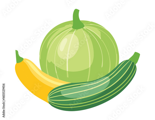 Round Green Squash Zucchini Fresh Produce - Vector Illustration