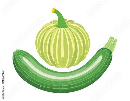 Fresh Green Squash Zucchini Organic Harvest - Vector Illustration