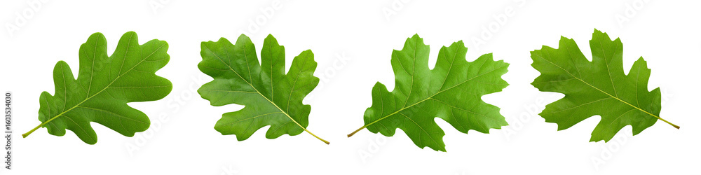 Fototapeta premium Green oak leaf isolated on white. Ideal for nature themed designs, educational materials, environmental campaigns, and botanical publications.