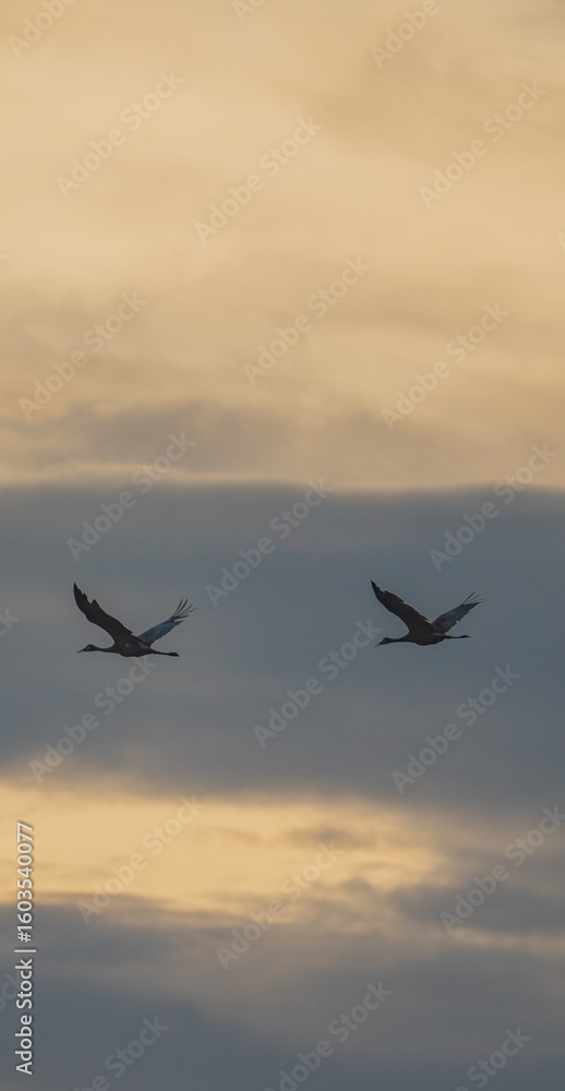 Fototapeta premium Birds flying