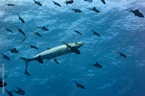 A wahoo fish swims through the clear warm waters among a school of reef fish