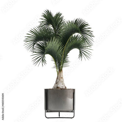 Wallpaper Mural A decorative potted palm plant with lush green fronds, ideal for enhancing indoor spaces and adding a touch of nature. Torontodigital.ca