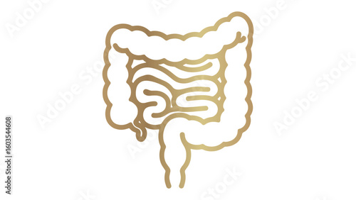 Golden Intestine Outline Vector Illustration on Transparent Background for Medical Designs