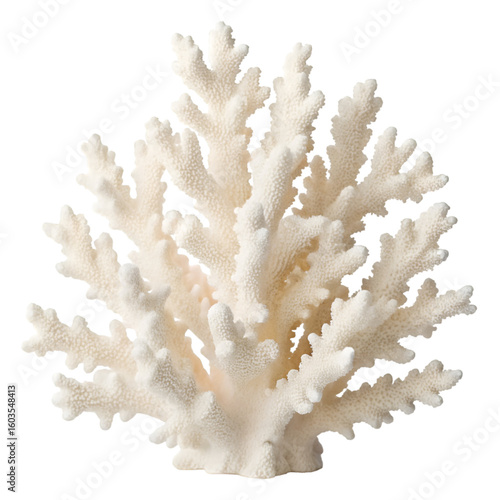 coral isolated on white