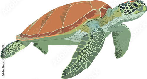 Illustration of a sea turtle with a brown shell and green flippers on a white background view