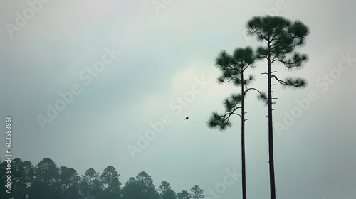 Single crow perched on tall pine with moody grey sky atmospheric photography peaceful solitude moment