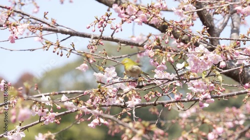 早春に咲く河津桜の花の蜜を求めて飛び回る可愛いメジロ