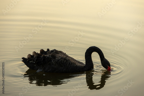 Fototapeta Naklejka Na Ścianę i Meble -  The black swan on the lake