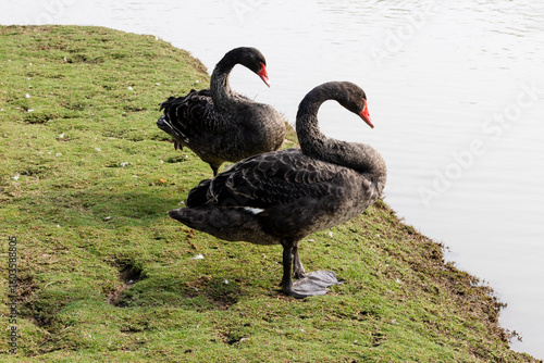 Fototapeta Naklejka Na Ścianę i Meble -  Black swans in the park